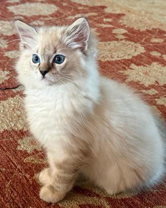 Gattini Ragdoll pedegree