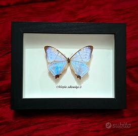 Quadro con  farfalla morpho