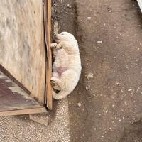 Disponibili cuccioli di Pastore Maremmano Abruzzes