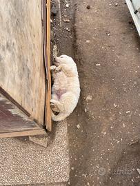 Disponibili cuccioli di Pastore Maremmano Abruzzes