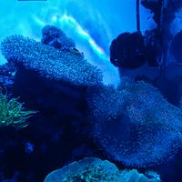 Corallo molle di facile gestione sarcophiton