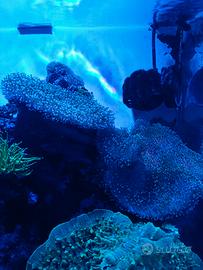 Corallo molle di facile gestione sarcophiton