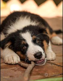 Cucciola di Pastore Australiano con pedigree