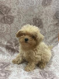 Barboncino maltipoo