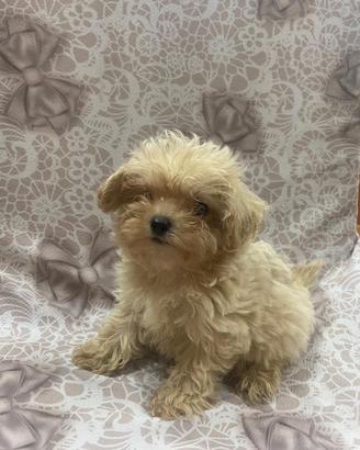 Barboncino maltipoo