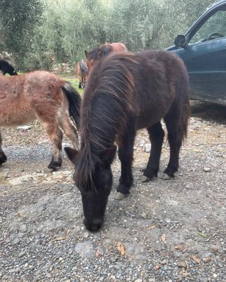 Pony