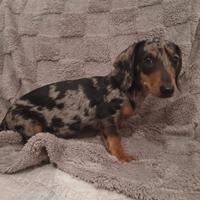 Cucciolo di Bassotto