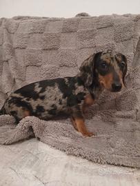 Cucciolo di Bassotto