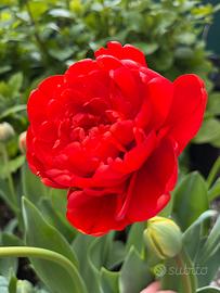 Bulbi di tulipani rossi a fiore doppio - Miranda