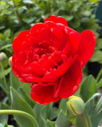 Bulbi di tulipani rossi a fiore doppio - Miranda