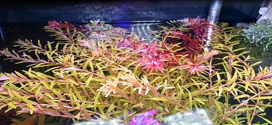 piante aquario