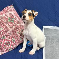 Jack Russell Terrier
