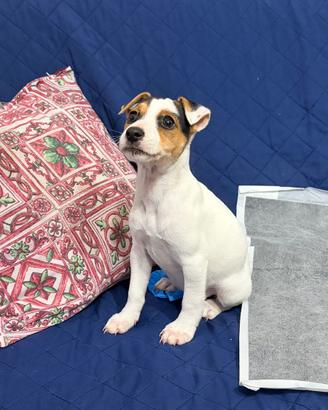 Jack Russell Terrier