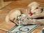 Immagine 3