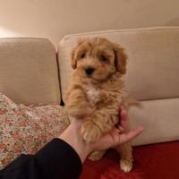 Maltipoo maschio disponibile