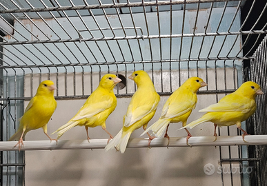 Canarini Gialli