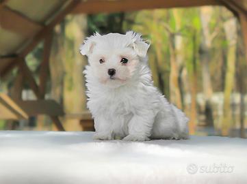 Cucciola di Maltese disponibile