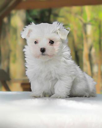 Cucciola di Maltese disponibile