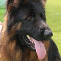 Pastore tedesco a pelo lungo