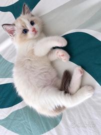 Cucciolo Ragdoll con pedigree