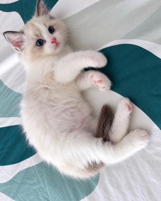 Cucciolo Ragdoll con pedigree