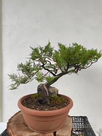 bonsai