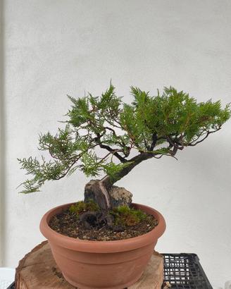 bonsai