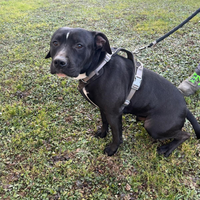 Amstaff