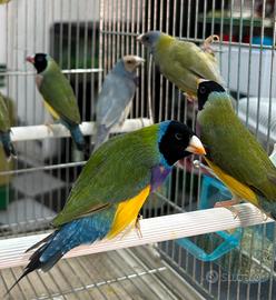 Diamanti del Gould