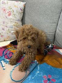 Barboncino Nano 3 mesi