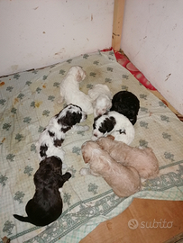 Cuccioli lagotto
