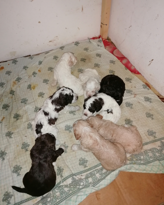 Cuccioli lagotto