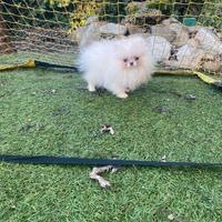 Spitz Pomerania linea Russa