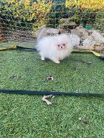 Spitz Pomerania linea Russa