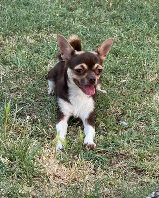 Chihuahua