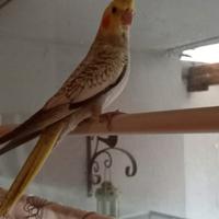 Calopsiti allevate a mano