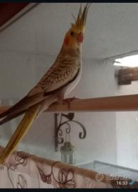 Calopsiti allevate a mano