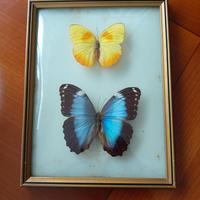 Quadretto vintage con farfalle 