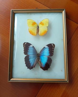 Quadretto vintage con farfalle 