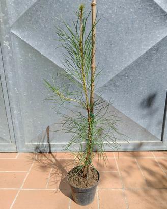 Pianta Pinus Pinaster Pino marittimo h 50 cm