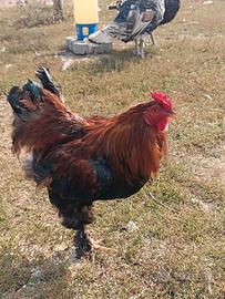 Gallo brahma
