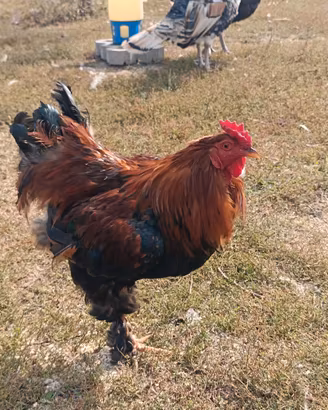 Gallo brahma