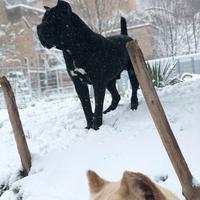 Cane Corso femmina per monta con il mio Hulk