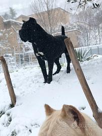 Cane Corso femmina per monta con il mio Hulk