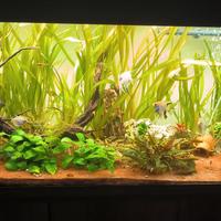 Vallisneria Gigantea piante folte