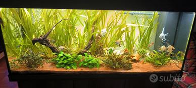 Vallisneria Gigantea piante folte