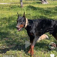 Dobermann