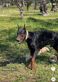 Dobermann