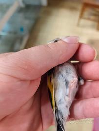 Cardellino