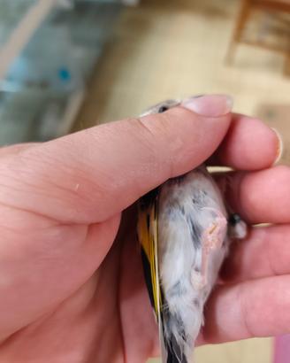 Cardellino